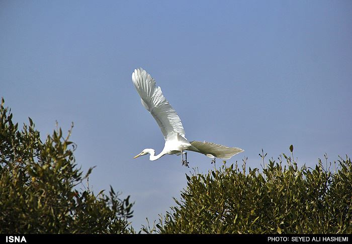 تصاویر زیبا از جنگل های حرا در بندرخمیر