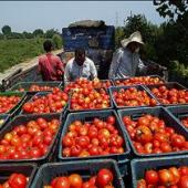 خرید بیش از ۶ هزار تن گوجه فرنگی از کشاورزان هرمزگانی