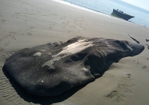 مشاهده لاشه یک کوسه نهنگ در میناب