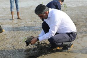 مهدی نوبانی : 5000 نهال حرا در ساحل سورو بندرعباس کاشته شد