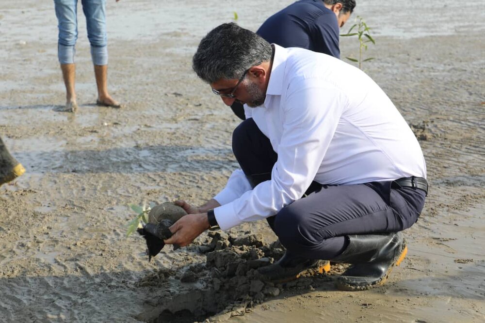 مهدی نوبانی : 5000 نهال حرا در ساحل سورو بندرعباس کاشته شد