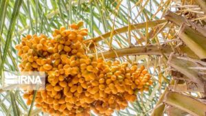درختان مثمر خرما در جزیره قشم از 4 سال تا 150 سال عمر دارند