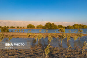 اکبر محمودی زاده : کاشت نهال حرا در 100 هکتار از خط ساحل شمالی جزیره قشم