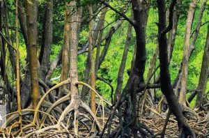 برنامه های هفته منابع طبیعی و آبخیزداری در استان هرمزگان از ۱۵تا ۲۱ اسفندماه با شعار درخت برای زندگی برگزار می شود