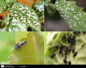 حسین رنجبر اقدم: در استان هرمزگان نخلستان ها، مرکبات و گلخانه ها دچار آسیب شده