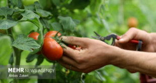 به روایت تصویر/ برداشت گوجه فرنگی گلخانه ای در هرمزگان