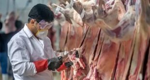 هشدار و آمادگی؛ ۴۰ گروه تخصصی دامپزشکی در میدان ذبح دام هرمزگان