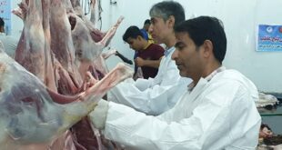 آغاز طرح نظارت کامل بر کشتارگاه‌های هرمزگان در عید قربان