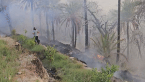 آتش سوزی در باغ‌های روستای سُنخُرو پشتکوه بخش شمیل + فیلم