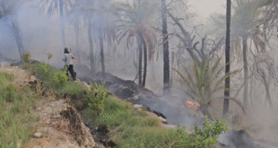 آتش سوزی در باغ‌های روستای سُنخُرو پشتکوه بخش شمیل + فیلم