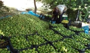 برداشت ۱۰۰ هزار تن لیمو ترش از باغ‌های هرمزگان