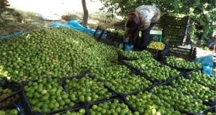 برداشت ۱۰۰ هزار تن لیمو ترش از باغ‌های هرمزگان