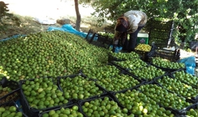 برداشت ۱۰۰ هزار تن لیمو ترش از باغ‌های هرمزگان