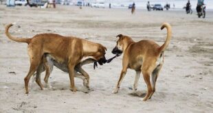 سگ گزیدیگی در هرمزگان رو به افزایش رفت.