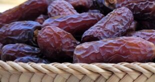 آغاز برداشت خرمای پیارم در حاجی‌آباد