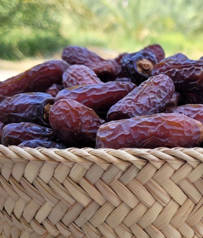 آغاز برداشت خرمای پیارم در حاجی‌آباد