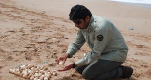 آغاز تخمگذاری لاک پشت‌های سواحل چابهار