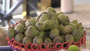 برگزاری نخستین جشنواره برداشت گردوی گرمسیری در حاجی‌آباد