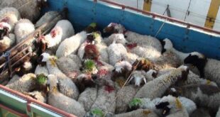 توقیف خودرو حامل احشام قاچاق در بندرعباس