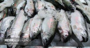 توقیف یک فروند لنج حامل ماهی قاچاق در بندرلنگه - خبرگزاری مهر | اخبار ایران و جهان