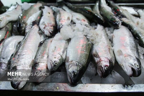 توقیف یک فروند لنج حامل ماهی قاچاق در بندرلنگه - خبرگزاری مهر | اخبار ایران و جهان