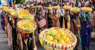 جشنواره انبه و یاسمین گل در میناب