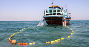 طاهری نسب: صید میگوی هرمزگان از دهم مهرماه آغاز می‌شود - خبرگزاری مهر | اخبار ایران و جهان