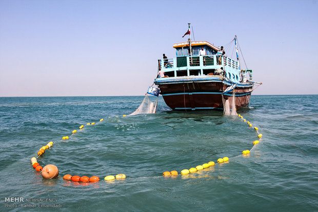 طاهری نسب: صید میگوی هرمزگان از دهم مهرماه آغاز می‌شود - خبرگزاری مهر | اخبار ایران و جهان