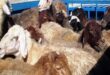کشف بیش از یکصد رأس دام زنده قاچاق در هرمزگان