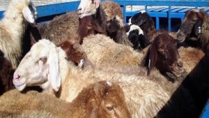 کشف بیش از یکصد رأس دام زنده قاچاق در هرمزگان