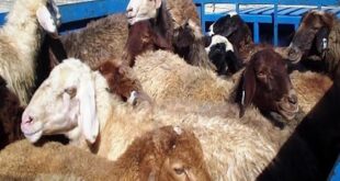 کشف بیش از یکصد رأس دام زنده قاچاق در هرمزگان