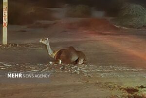 شترهای سرگردان دوباره در جاسک حادثه آفریدند - خبرگزاری مهر | اخبار ایران و جهان
