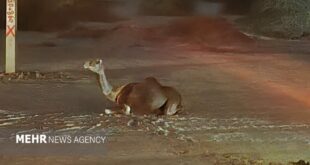 شترهای سرگردان دوباره در جاسک حادثه آفریدند - خبرگزاری مهر | اخبار ایران و جهان