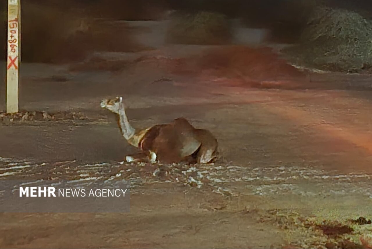 شترهای سرگردان دوباره در جاسک حادثه آفریدند - خبرگزاری مهر | اخبار ایران و جهان